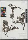 Foto von Salix alpina Scop. x Salix breviserrata Flod.
